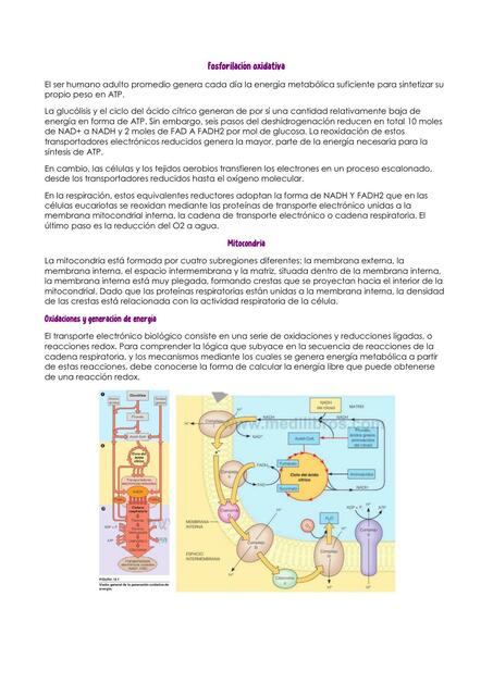 Fosforilación oxidativa bioquímica