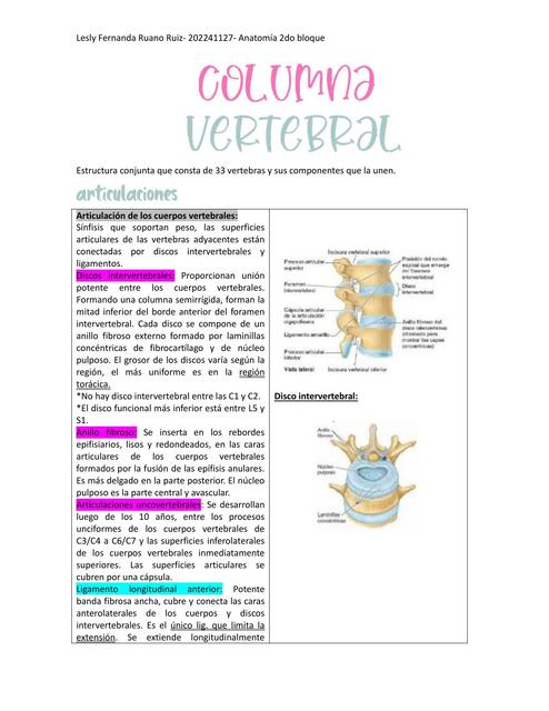 Columna vertebral resumen