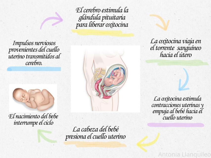 Retroalimentación positiva