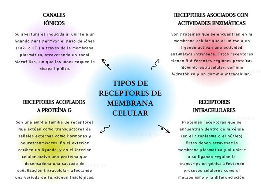 Receptores de membrana celular