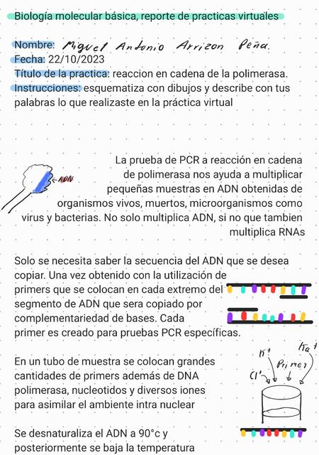 Trabajo de PCR