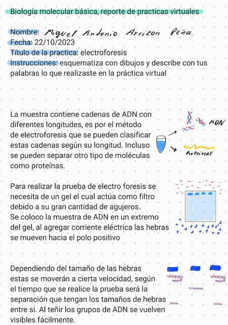 Trabajo de electroforesis