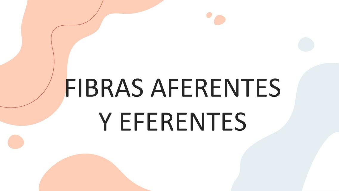 FIBRAS AFERENTES Y EFERENTES