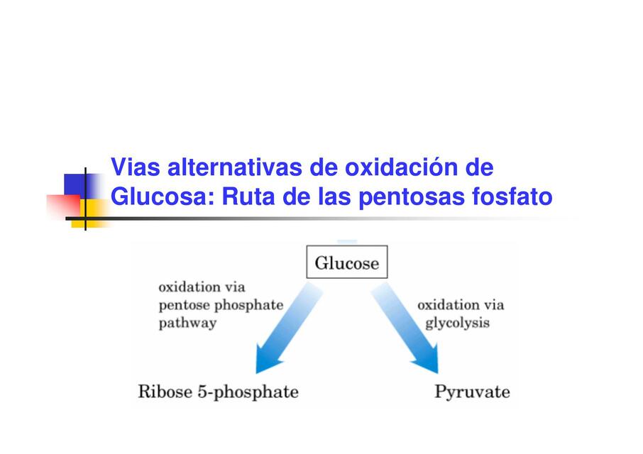 Vías Alternativas de Oxidación de Glucosa: Ruta de las Pentosas Fosfato