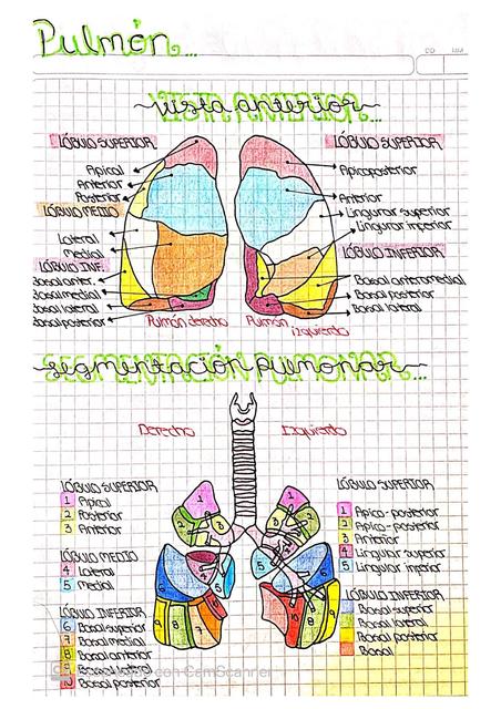 Pulmones y segmentación pulmonar