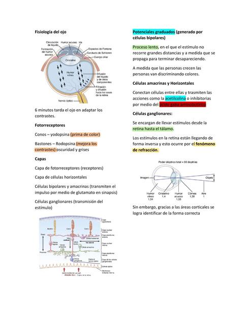 Fisiología del ojo 