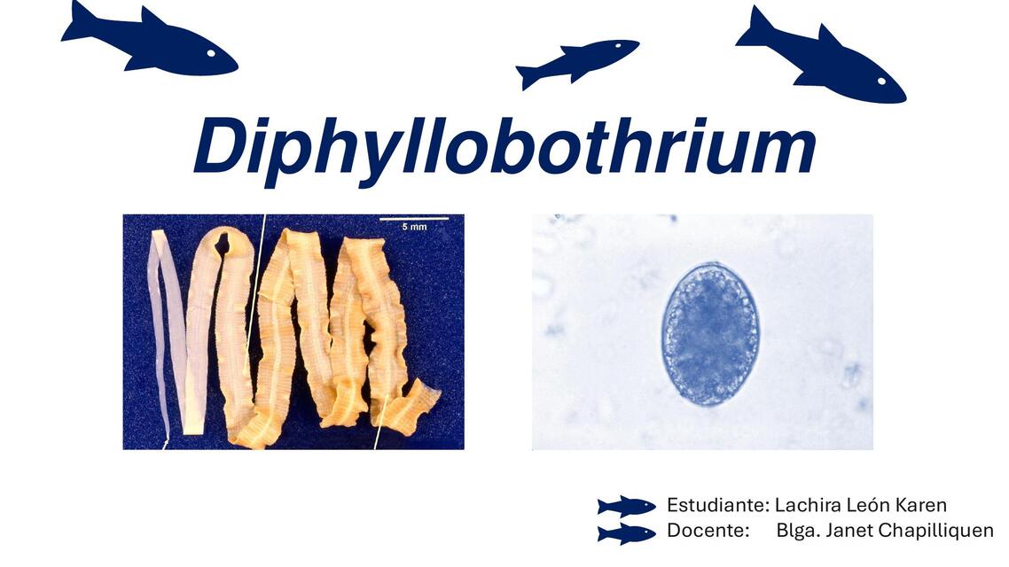 Diphyllobothrium 