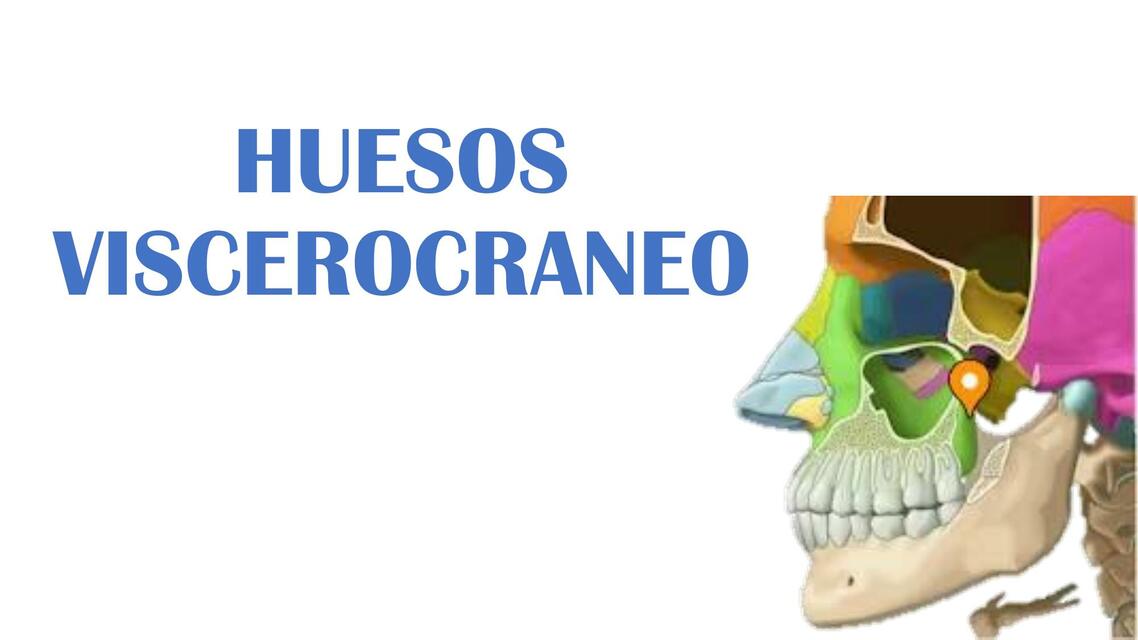 Huesos viscerocraneo 