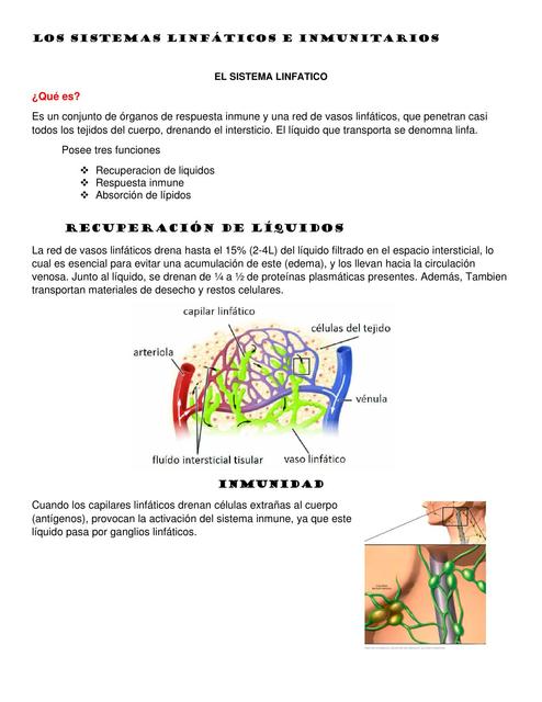 Los sistemas linfáticos e inmunitarios