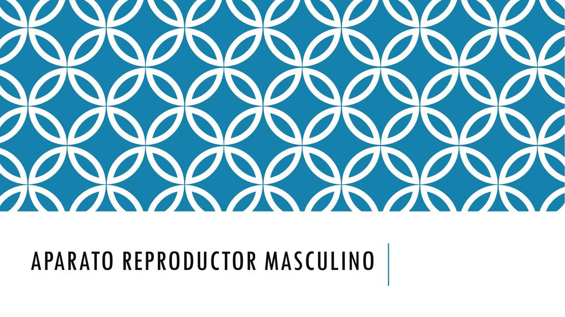 Aparato Reproductor Masculino HISTOLOGÍA