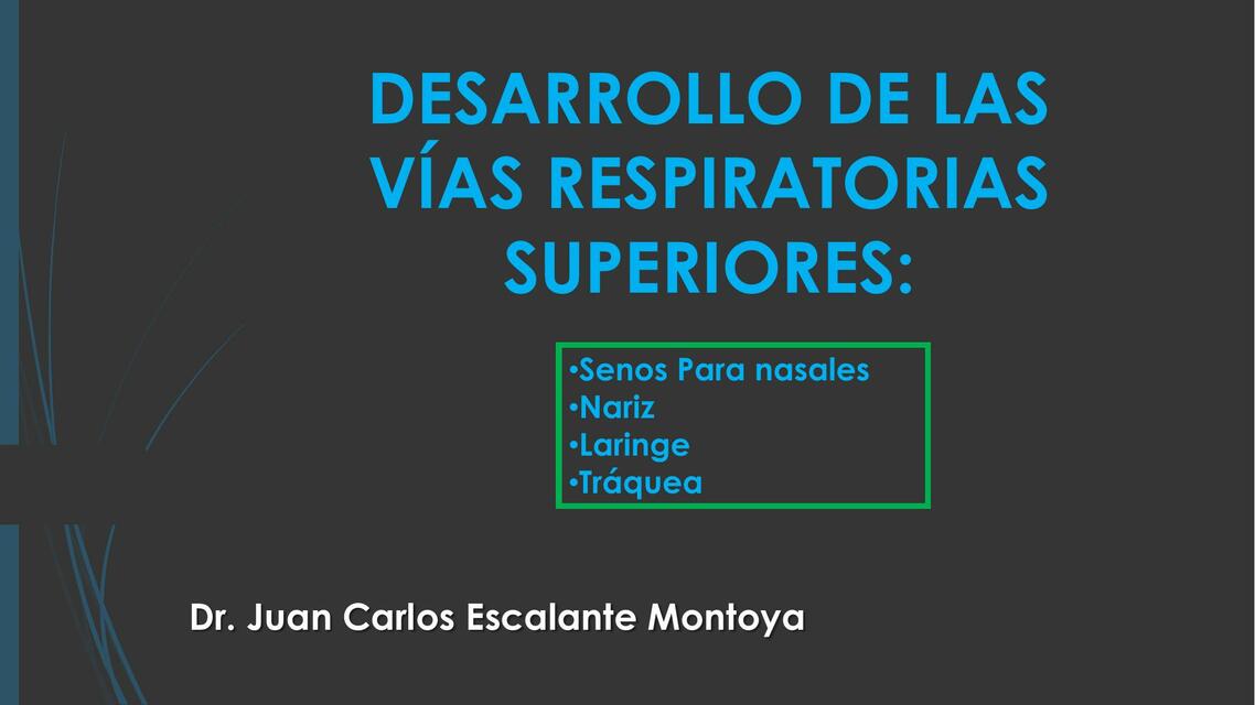 Desarrollo de las Vías Respiratorias Superiores