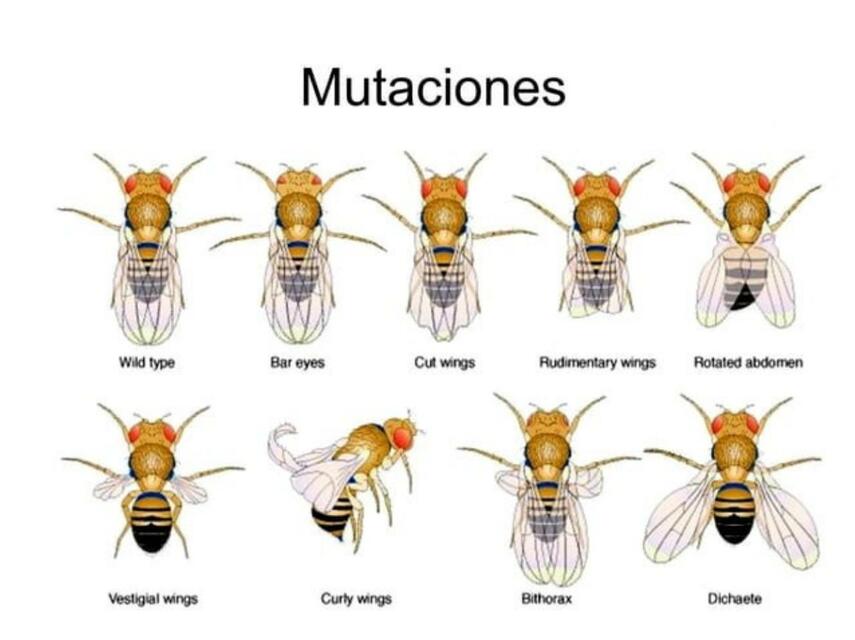 Mutaciones