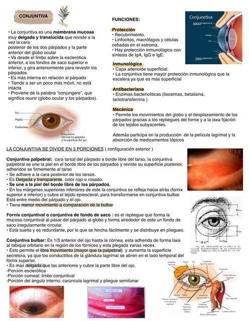 Conjuntiva