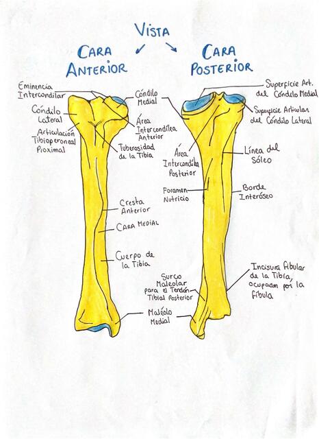 Anatomía de la tibia