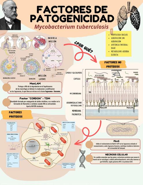 Factores de patogenicidad de Mycobacterium tuberculosis