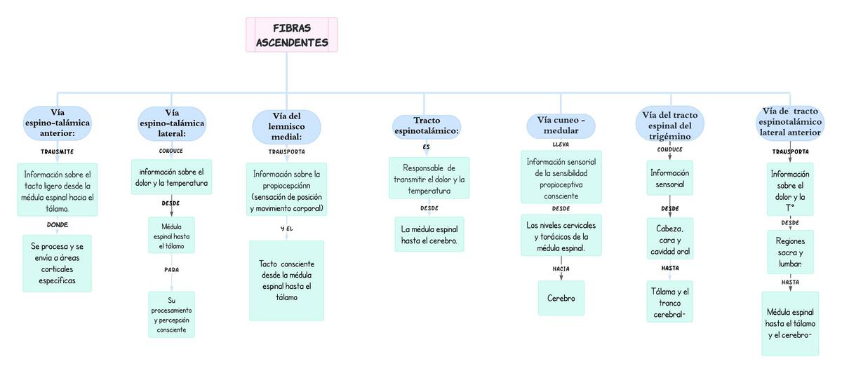 Fibras Ascendentes 