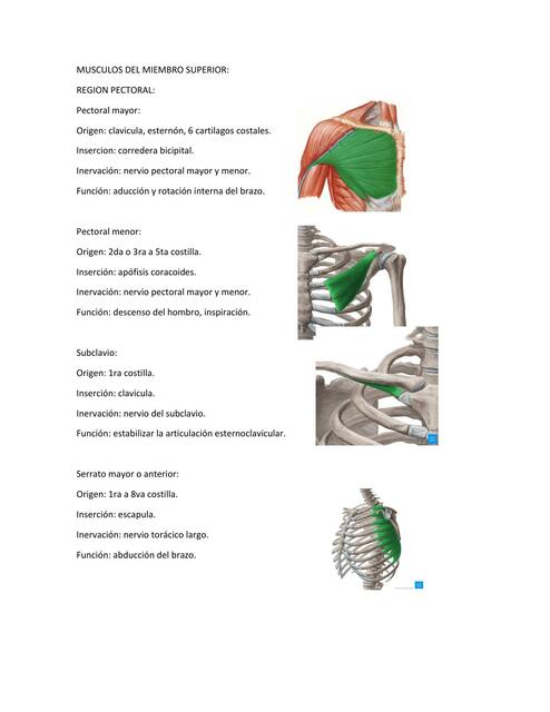 Músculos del miembro superior
