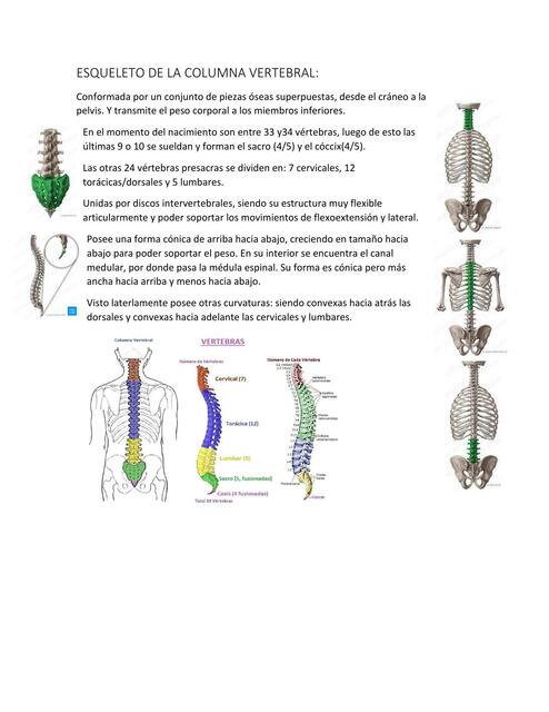 ESQUELETO DE LA COLUMNA VERTEBRAL