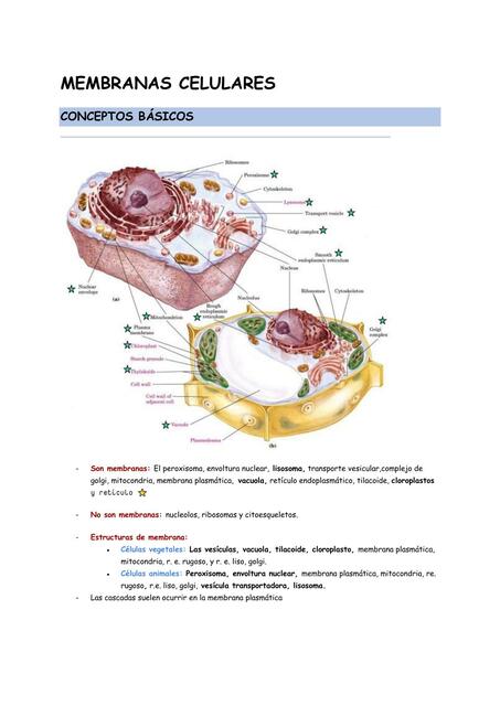 Membranas celulares