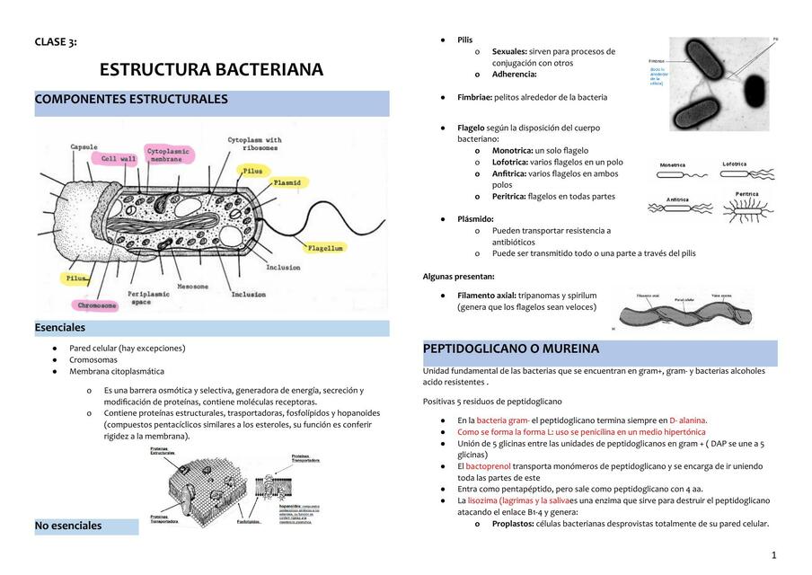 Estructura bacteriana