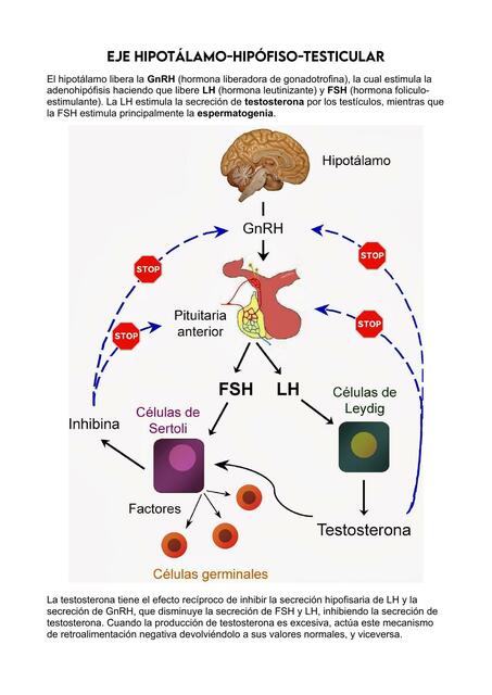 Eje hipotálamo hipófiso testicular y espermatogenia