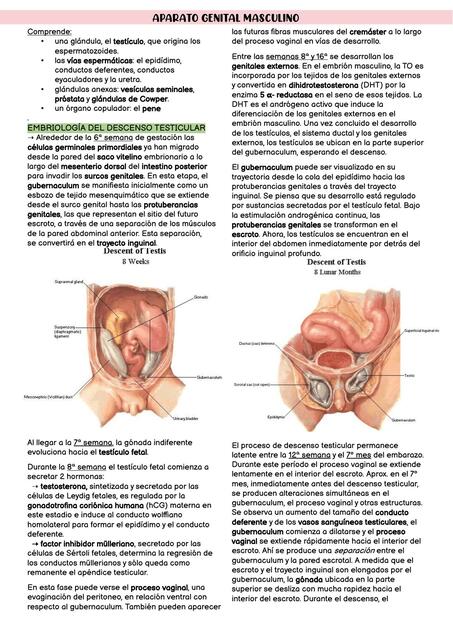 Anatomía del aparato genital masculino