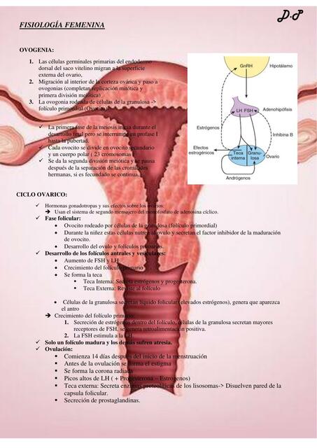 Fisiología femenina - guyton