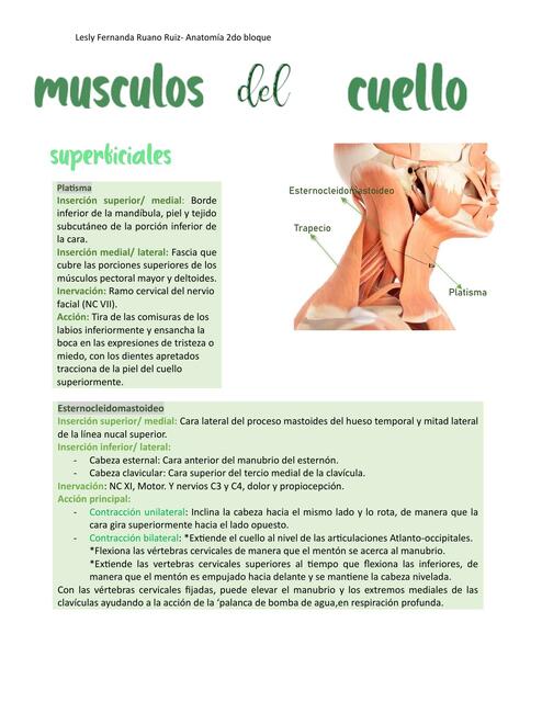 Musculos del cuello