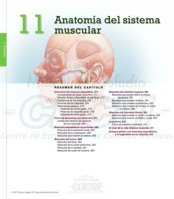 Anatomía Muscular 1