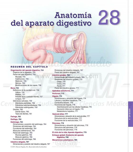 Anatomía Aparato Digestivo