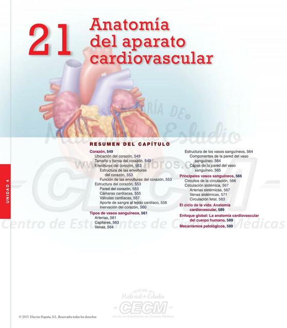 Anatomía Cardiovascular