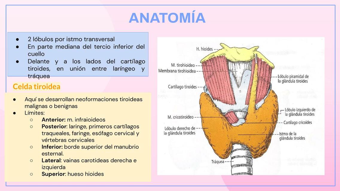 Cáncer de Tiroides