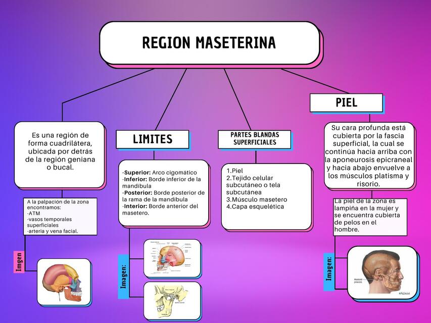 Región Maseterina