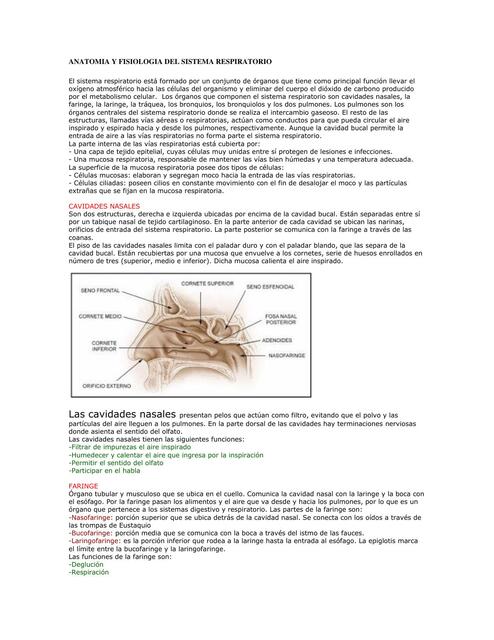 Anatomía y fisiología del sistema respiratorio  