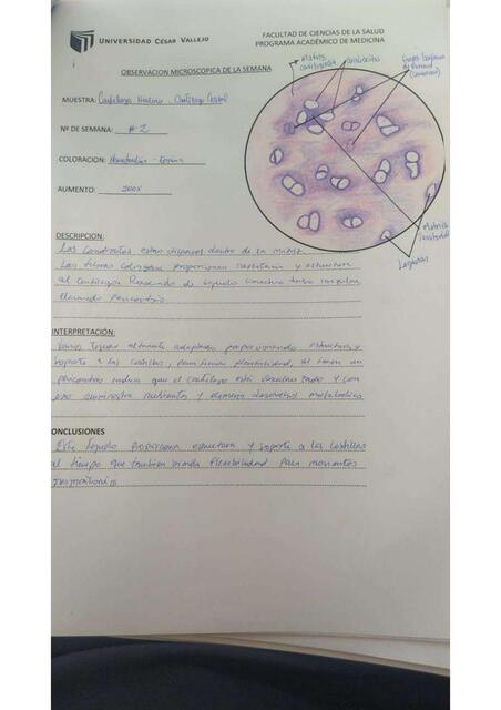 Observación microscópica de la semana 