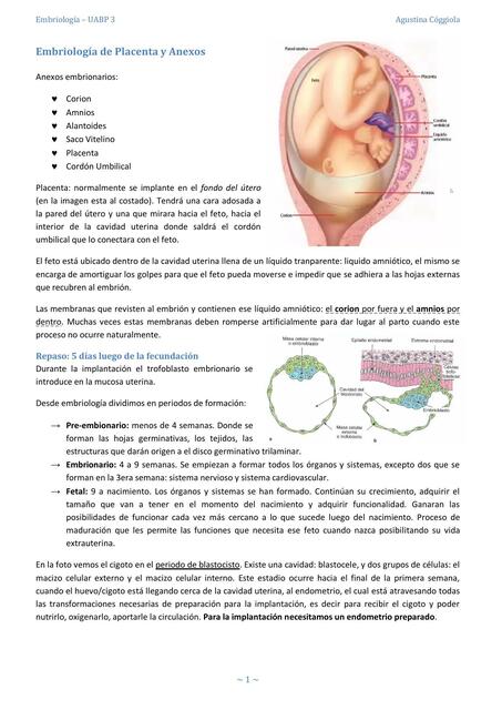 Embriología de Placenta y Anexos