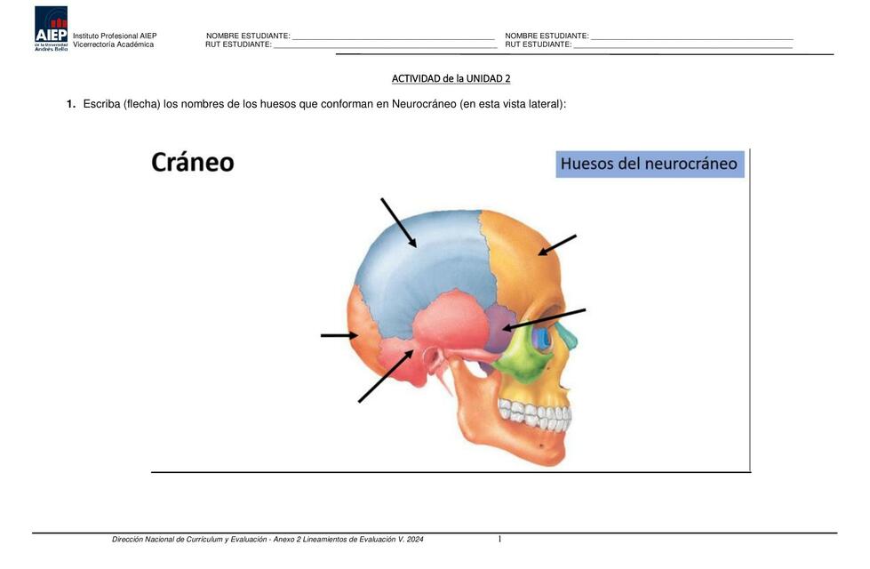 Cráneo 