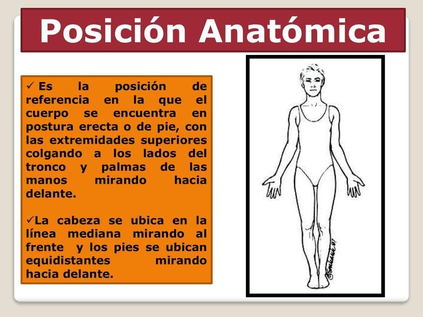 Posición Anatómica 