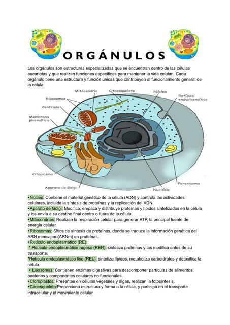 Organulos