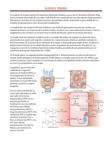 Glándula tiroides 