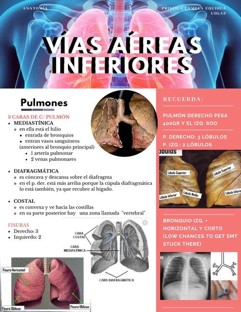 Infografía de resumen de anatomía: VÍAS AÉREAS INFERIORES (pulmones, helio, vascularización)