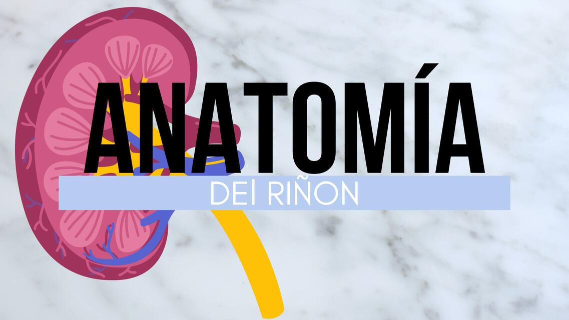 Anatomía de riñón