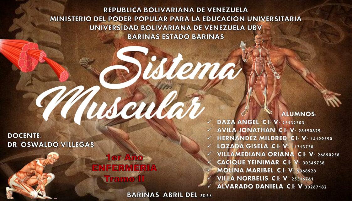 Sistema Muscular 