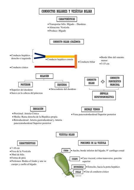 Conductos Biliares y Vesícula Biliar 