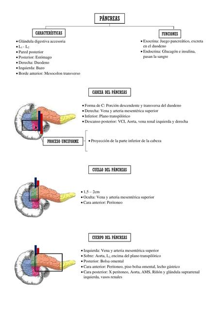 Páncreas 