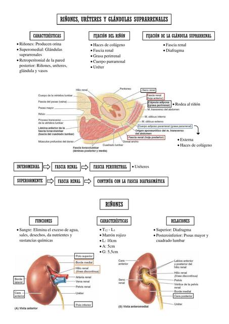 Riñones, Uréteres y Glándulas Suprarrenales 