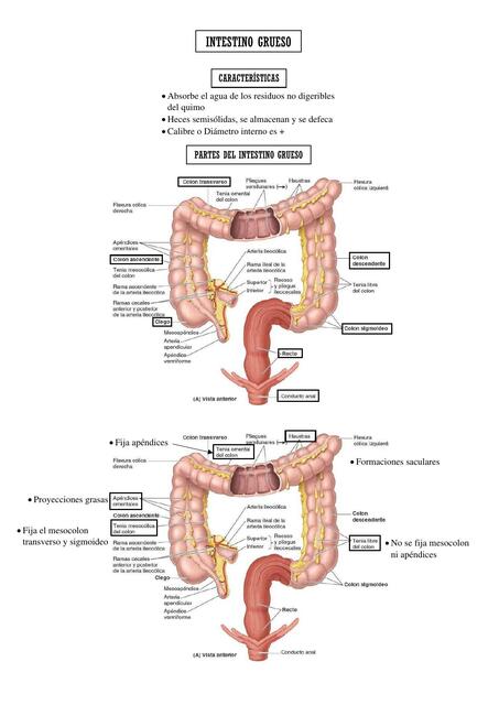 Intestino Grueso 