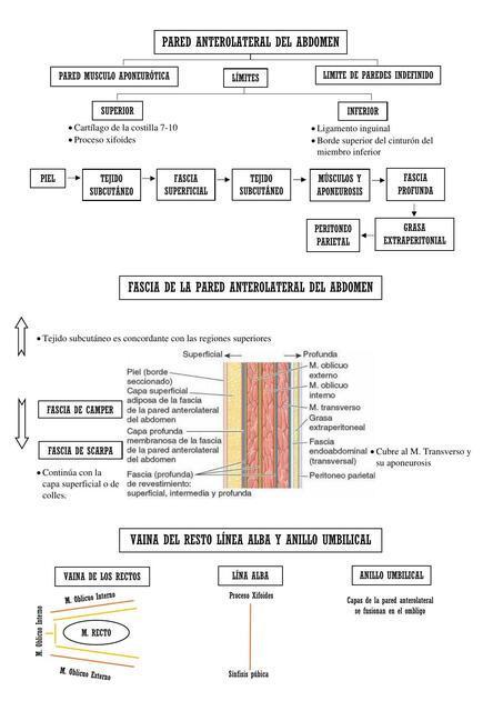 Pared Anterolateral del Abdomen 