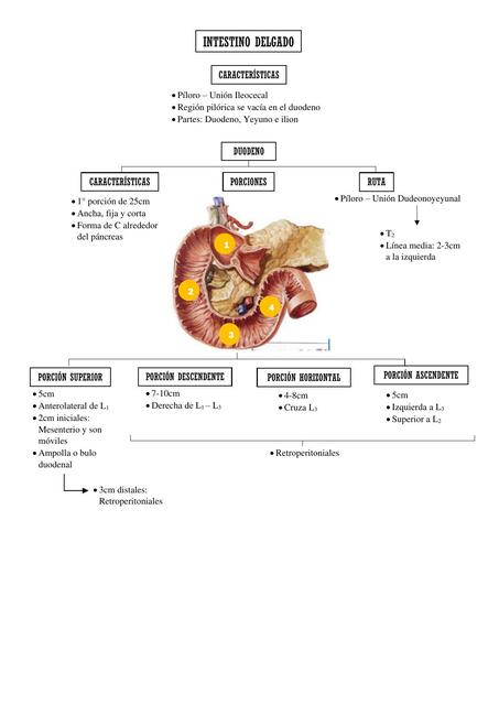 Intestino Delgado 