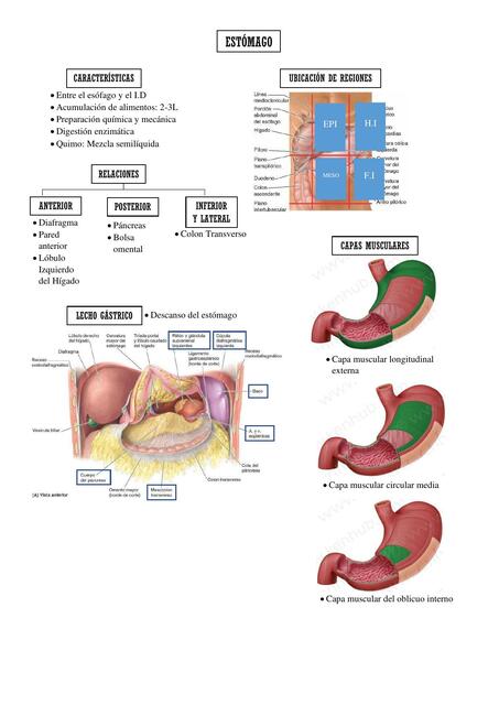 Estómago 